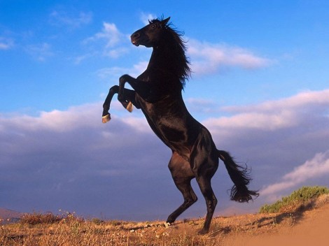 big black stallion