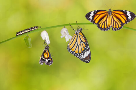 Transformation of common tiger butterfly emerging from cocoon on twig
